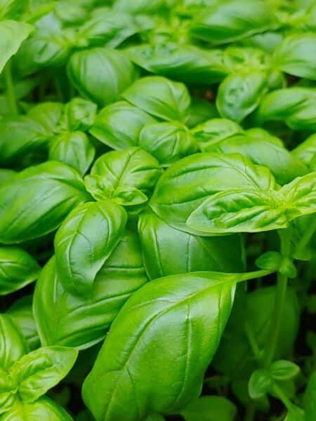 Basil leaves