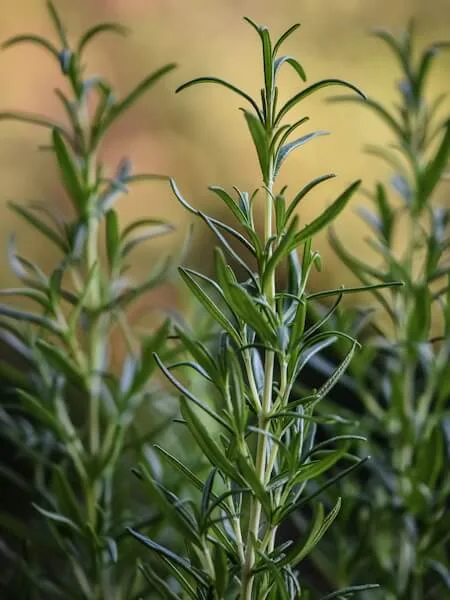 Rosemary